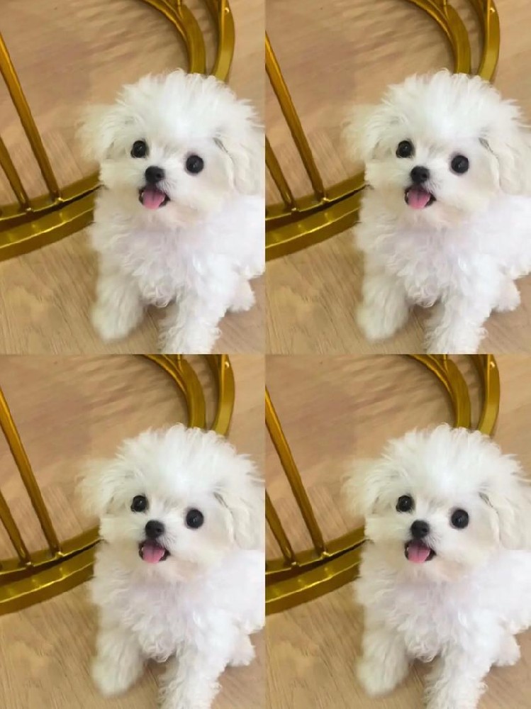 中山比熊犬出售｜纯种小体比熊幼犬｜疫苗齐全可上门+视频选犬
