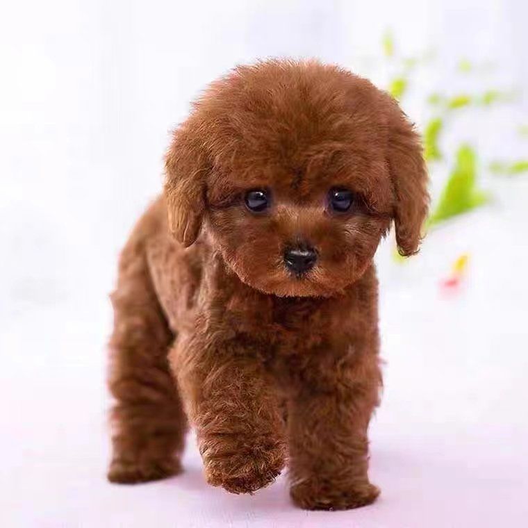 中山大雄犬舍・中山泰迪犬出售｜纯种精品泰迪幼犬｜疫苗齐全可上门 + 视频选犬