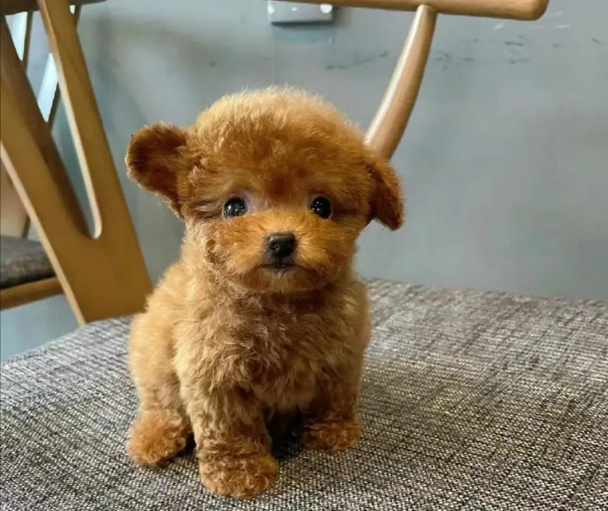 中山大雄犬舍・中山宠物级贵宾犬出售｜纯种宠物级贵宾幼犬｜疫苗齐全可上门 + 视频选犬