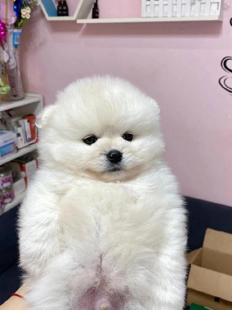 中山大雄犬舍・中山博美犬出售｜纯种宠物级博美幼犬｜疫苗齐全可上门 + 视频选犬