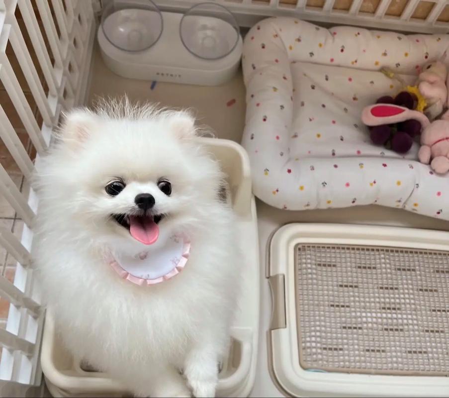 中山大雄犬舍・中山血统博美犬出售｜纯种血统级博美幼犬｜疫苗齐全可上门 + 视频选犬
