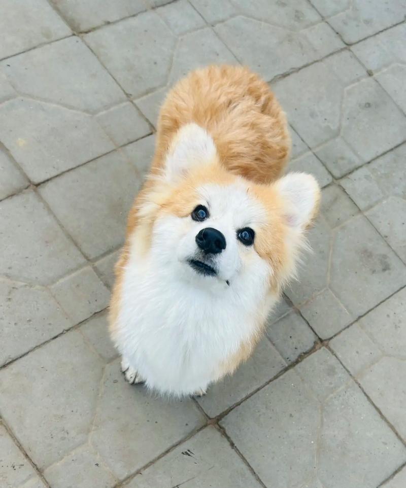 中山大雄犬舍・中山柯基犬出售｜纯种彭布罗克柯基｜疫苗齐全可上门 + 视频选犬