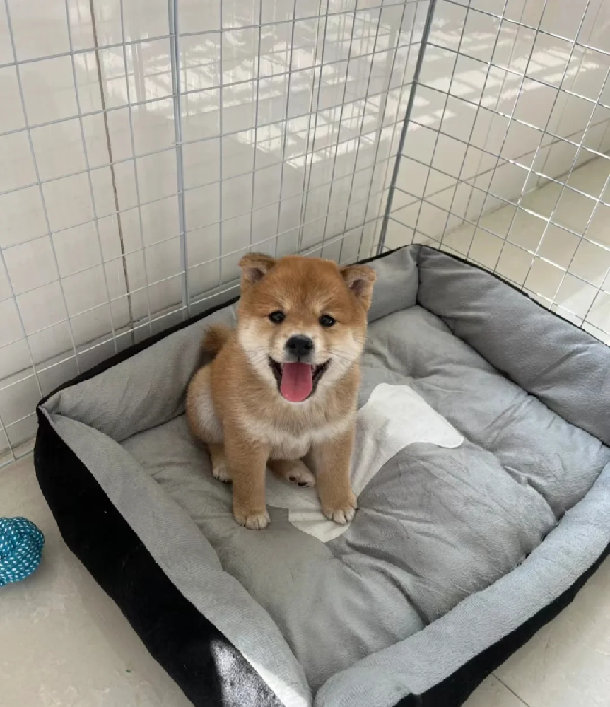 中山大雄犬舍・中山精品柴犬出售｜纯种精品日本柴犬｜疫苗齐全可上门 + 视频选犬