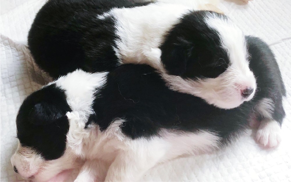 中山大雄犬舍・中山精品边牧出售｜纯种血统智商第一｜花色齐全疫苗齐｜可上门 + 视频选犬