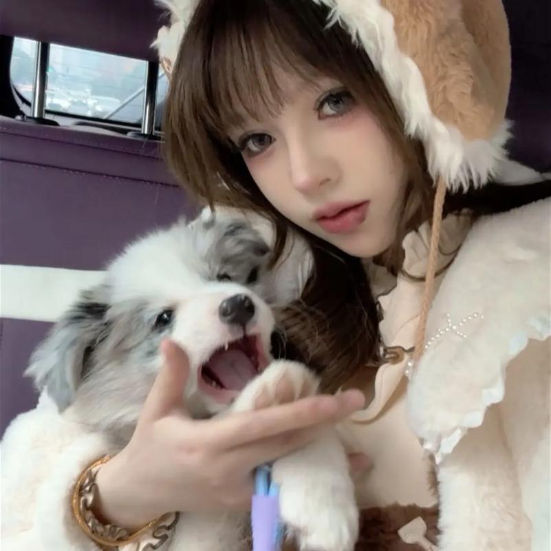 中山大雄犬舍，是中山本地正规 CKU 认证犬舍，现推出自家繁育的纯种陨石边牧幼犬，自繁自育无中介，血统优良、花色独特，品质严格把控。