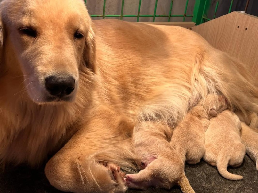 中山大雄犬舍・中山精品金毛｜纯种双血统金毛寻回犬｜大骨架毛量足｜疫苗齐可上门 + 视频选犬